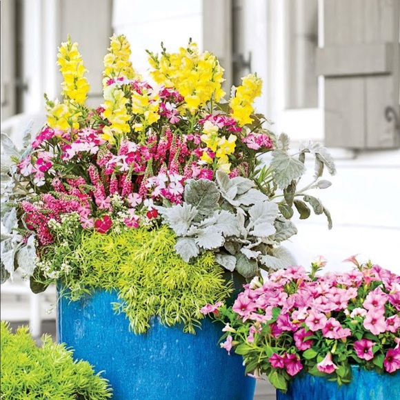 Meet your Posher, Hanis - Picture 1 of 1